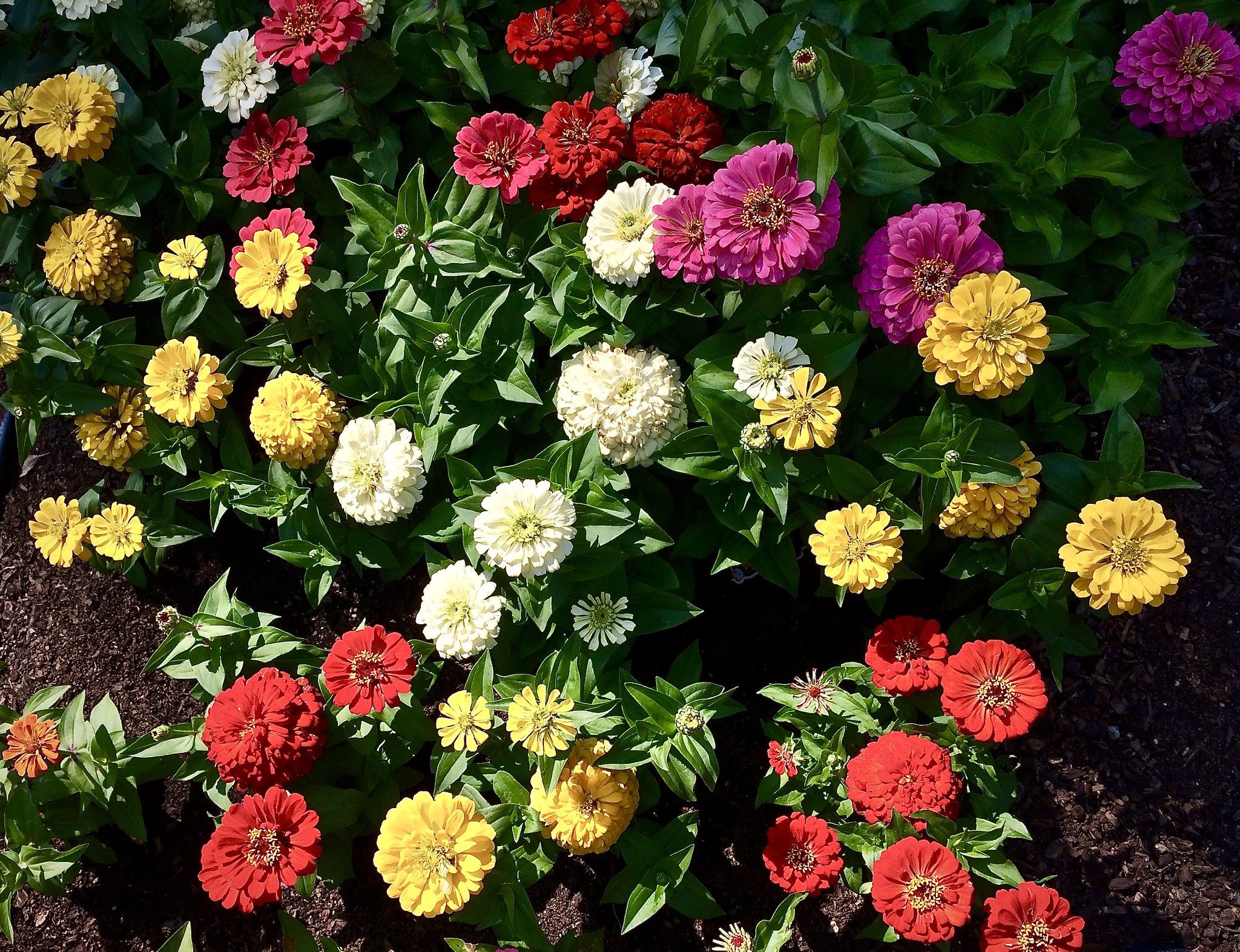 Blooming Beauty A Comprehensive Guide To Growing Zinnias In Your