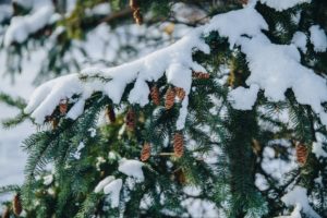 snow covered green pine tree