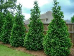 How to Plant The Ultimate Privacy Tree - Thuja - Garden Savvy