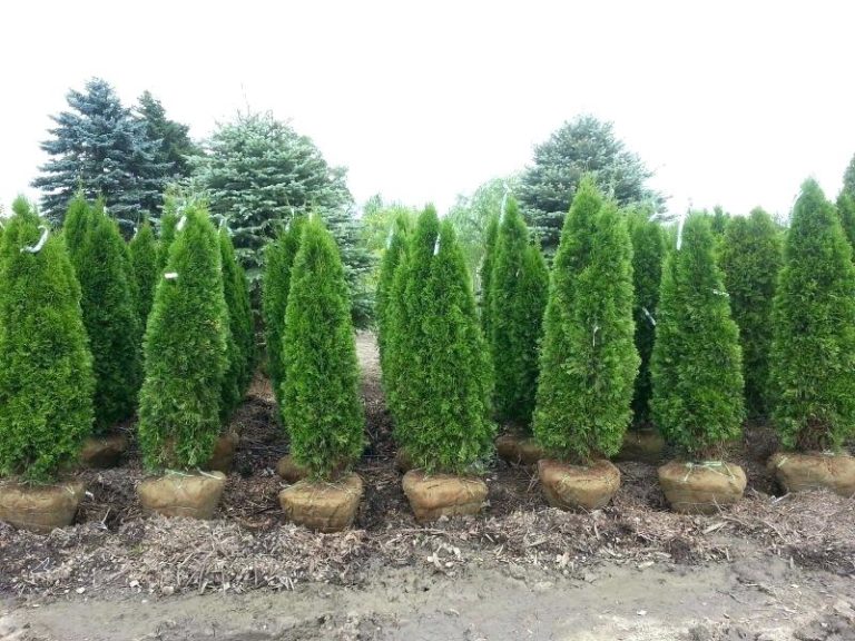 How to Plant The Ultimate Privacy Tree - Thuja - Garden Savvy