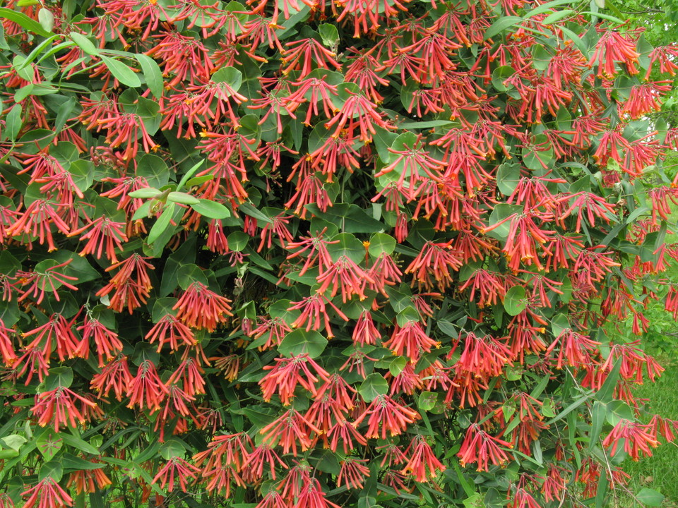 coral-honeysuckle-lonicera-sempervirens-garden-savvy