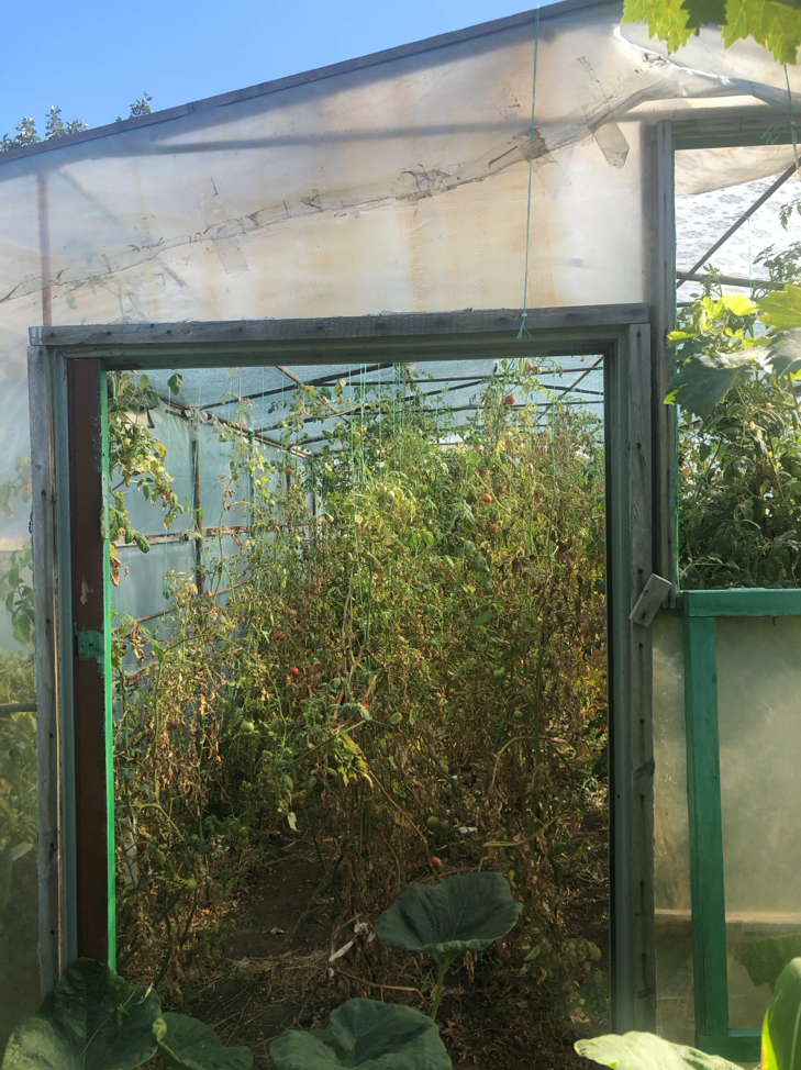Tomatoes inside a greenhouse
