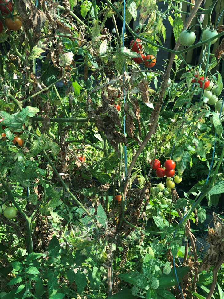Red and green tomatoes