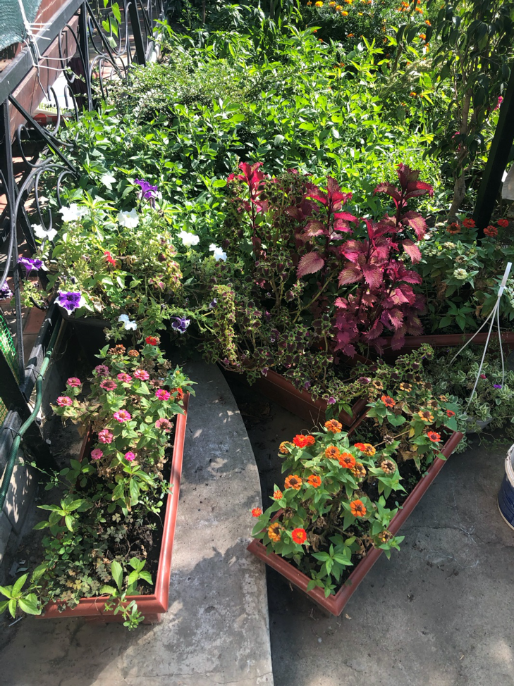 Flowers planted in containers