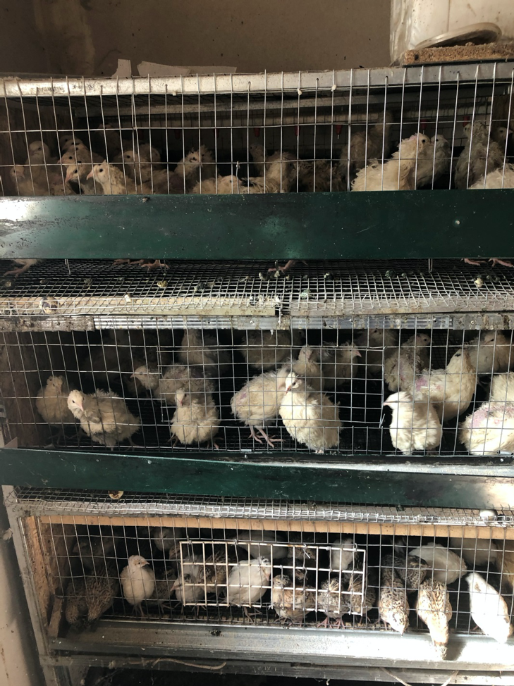 Baby chickens in cages