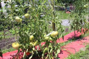 Why I almost quit growing tomatoes blog image 1