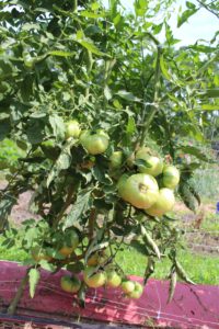 Why I almost quit growing tomatoes blog image 2