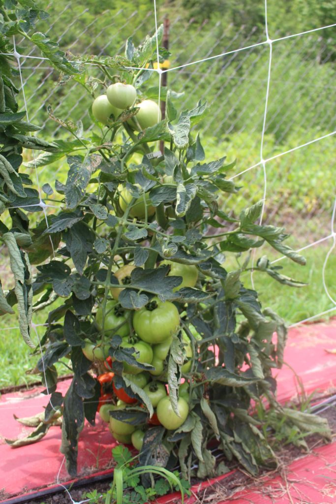 Why I almost quit growing tomatoes blog image 5
