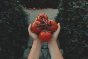 gardener holding red tomatoes on the vine