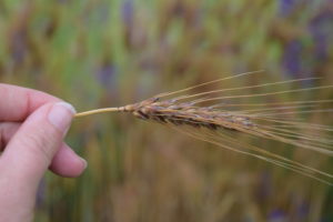 woman holding wheat
