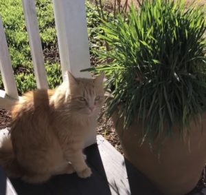 cat and grass pot