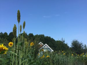 house with sunflowers and corn