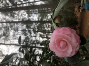 Camellia C, japonica 'Pink Perfection' with High Pine Shade
