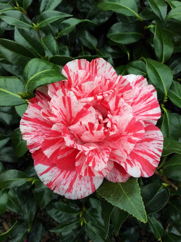 camellia bella romana
