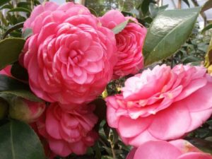 cj april rose camellia