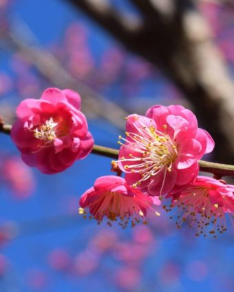 Growing Flowering Apricots - Garden Savvy blog