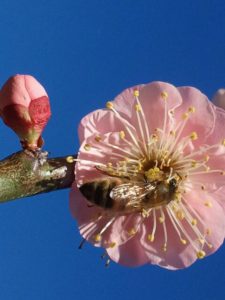 prunus mume pink panther flower and bee