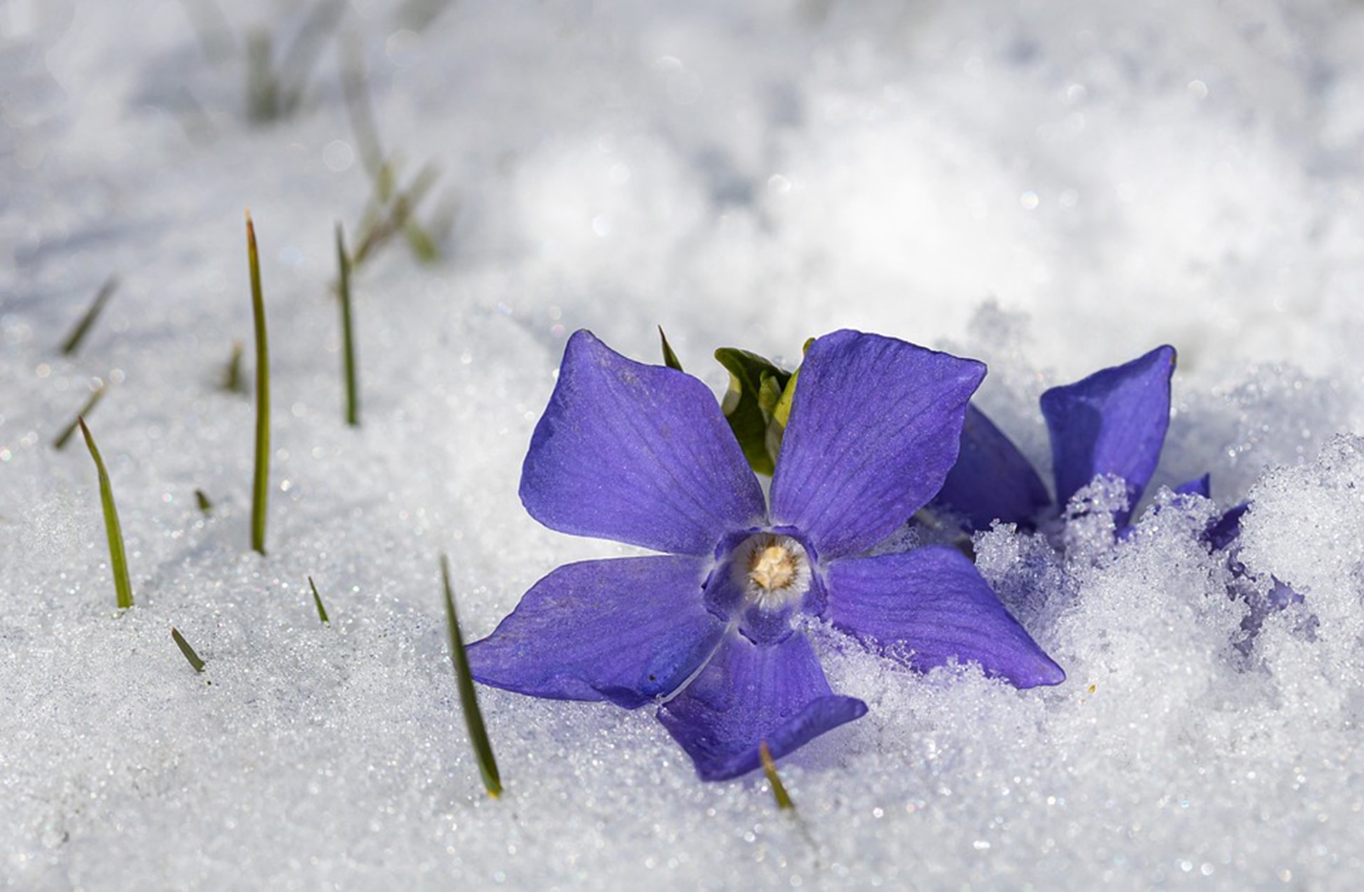 Frost Protection Tips For Winter Gardeners - Garden Savvy