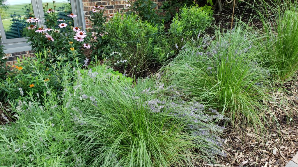 Prairie dropseed, purple coneflower, coreopsis, and butterflyweed in a bed with lavender