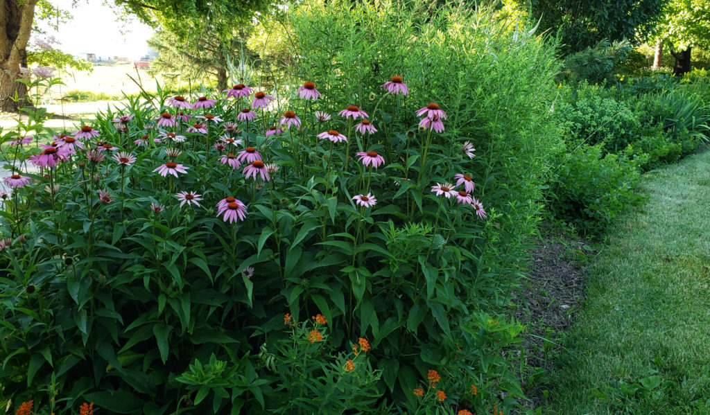 Purple coneflower and butterflyweed planted in a bed with other perennials