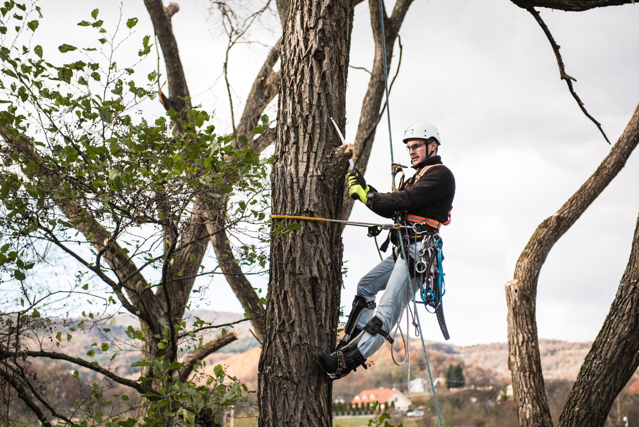 See saw tree. Арборист с пилой. Арбористы с пилой на дереве. Арборист взбирается на дерево. Лестница для арбористов.