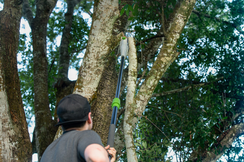 tree worker has cut a large tree limb off with a pole saw
