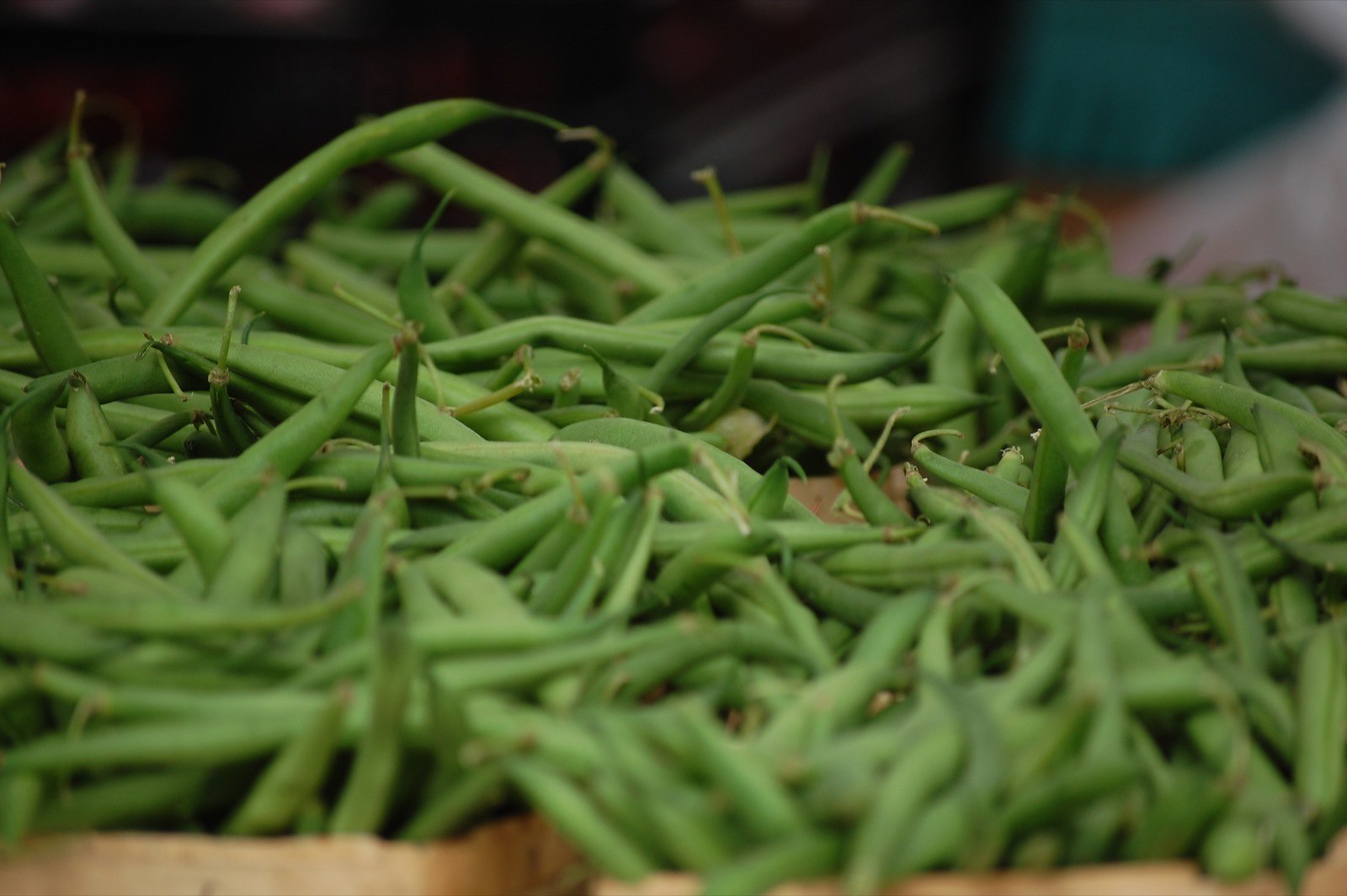 how-to-plant-and-grow-green-beans-garden-savvy