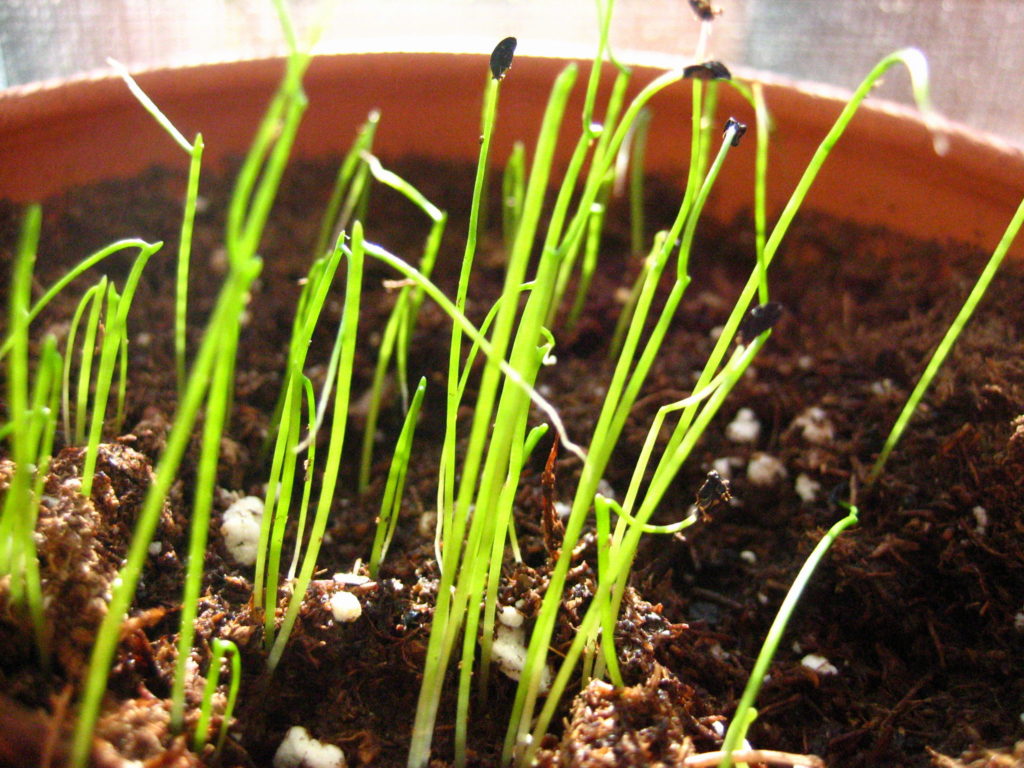 chive sprouts