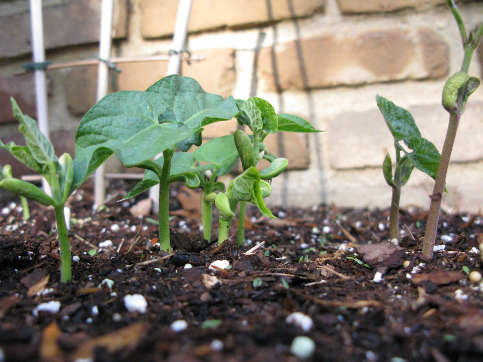 How to Plant and Grow Green Beans Garden Savvy