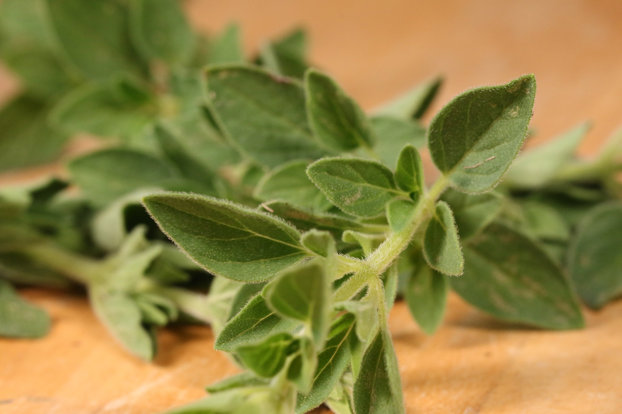 How To Grow Oregano - Garden Savvy