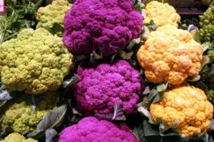 Multicolored cauliflower