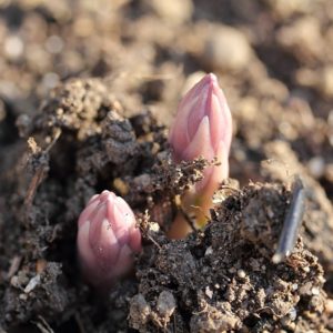 Asparagus poking out