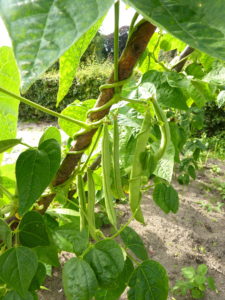 Growing green beans