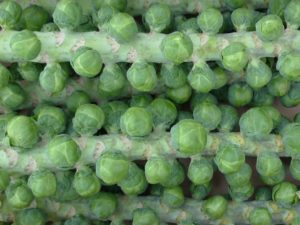 Brussells sprouts stalks