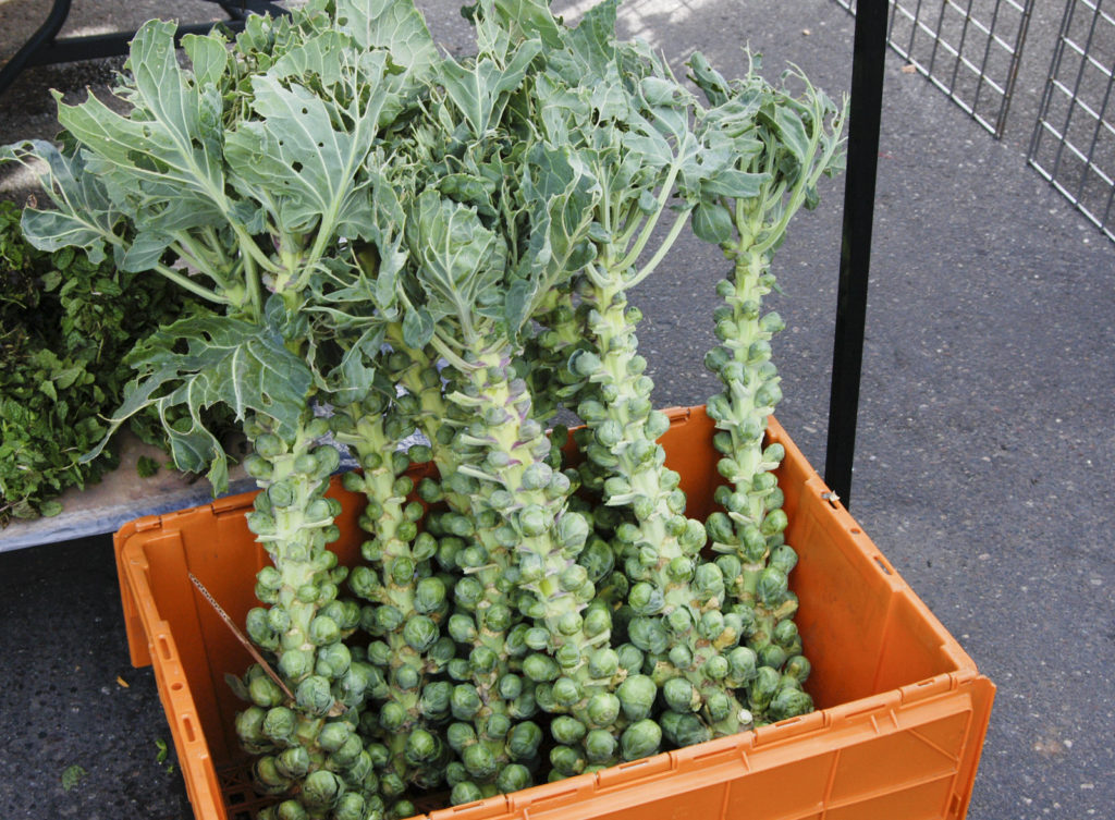Brussels sprouts stalks