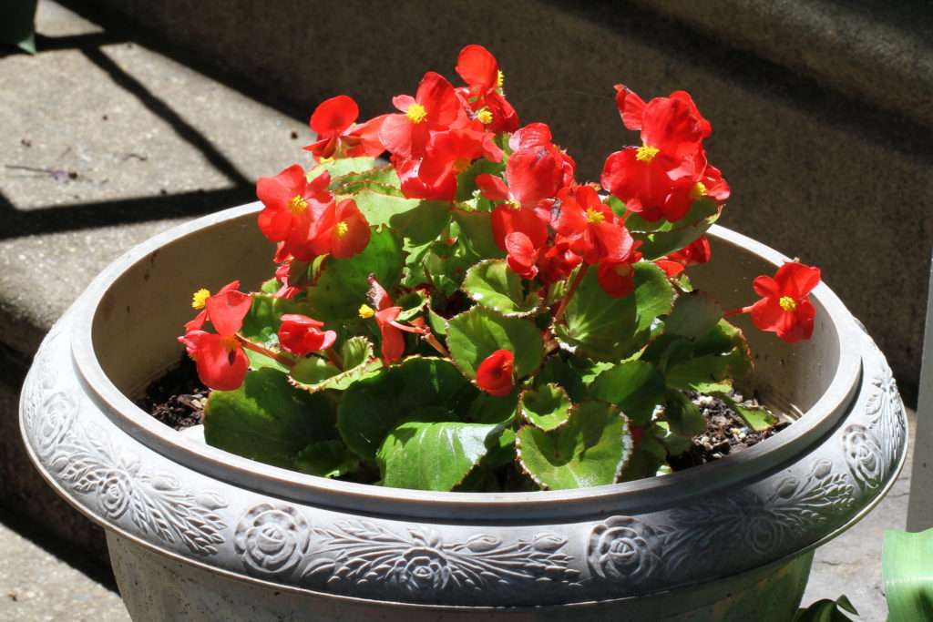 Begonias in containers
