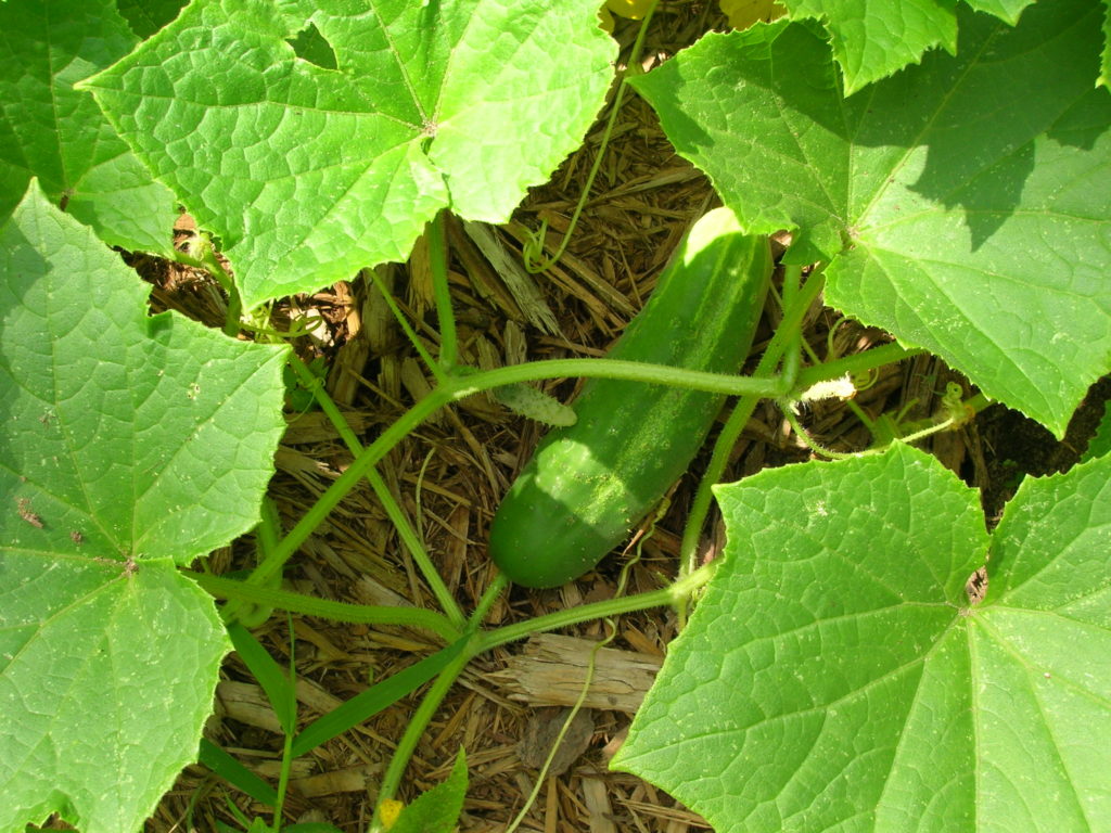 Cucumber on vine