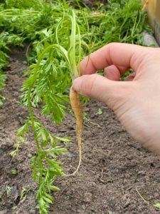 Carrot harvested