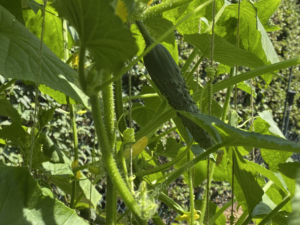 Growing cucumber
