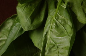 Large spinach leaves