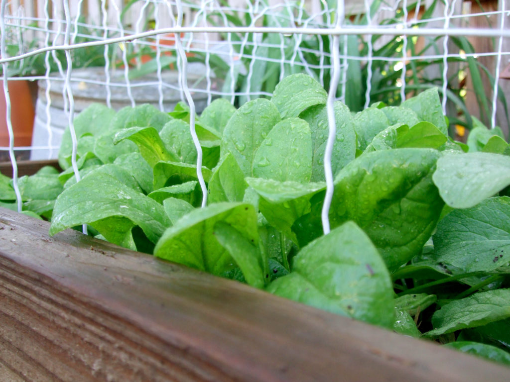 Growing spinach