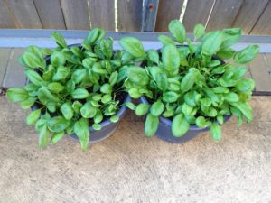 Spinach containers