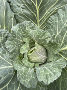 Brassica cabbage