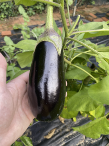single eggplant