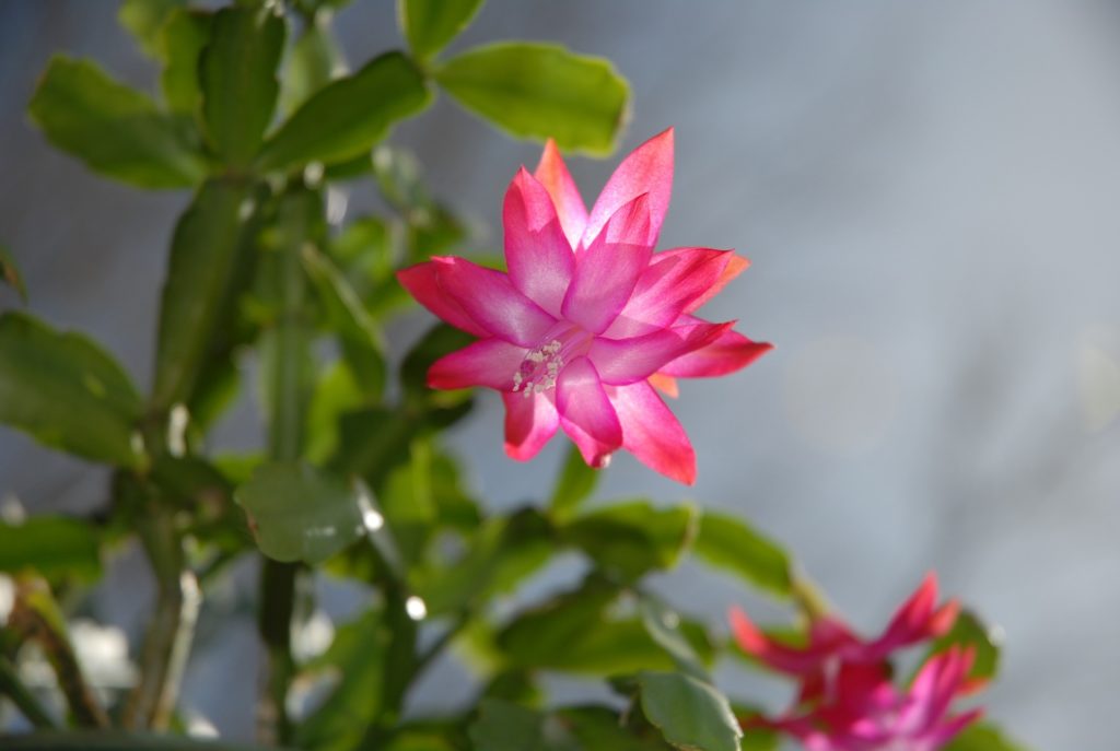 Pink Christmas Cactus