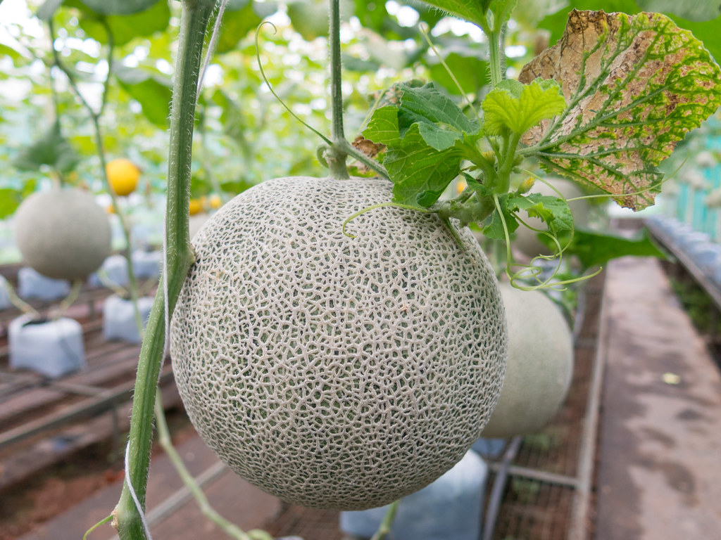 large melon