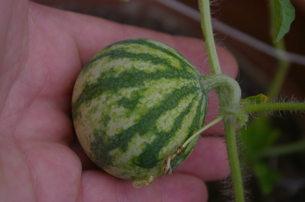 Small melon