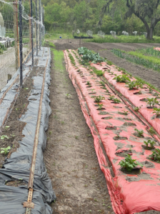 Raised beds with plastic