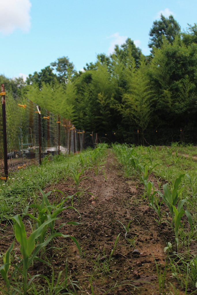 Corn sprouting and fertile soil