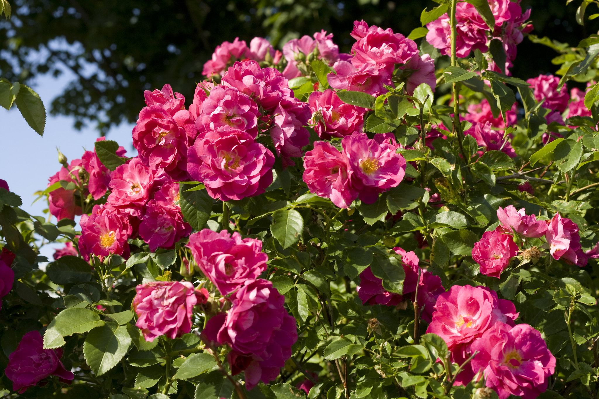 the-right-way-to-plant-roses-backyard-savvy-project-diy-hub